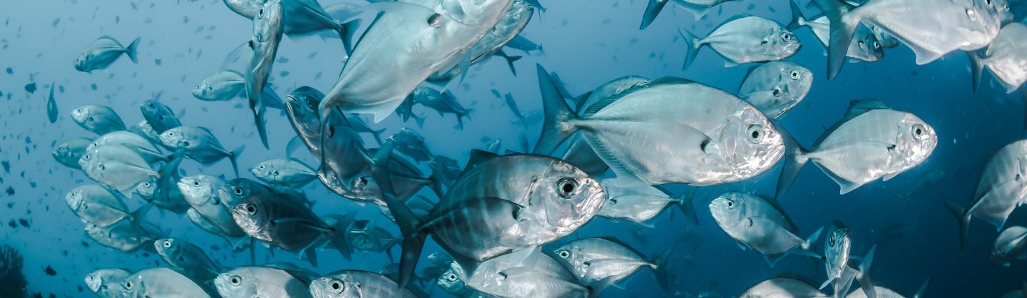 Nasse à poissons avec 2 entrées et pavillon