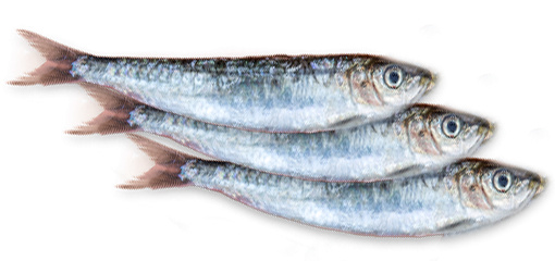 La Sardine