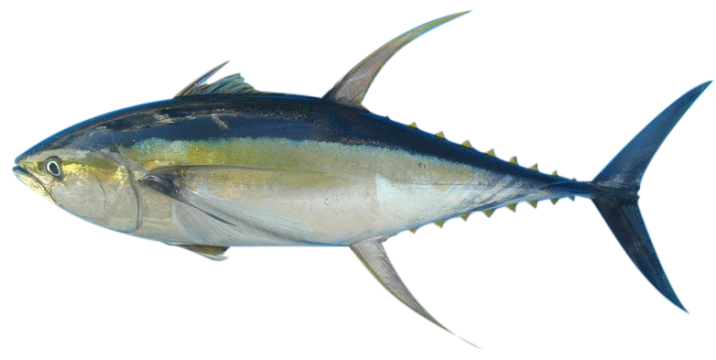 Thon jaune ou thon albacore (Thunnus albacares)